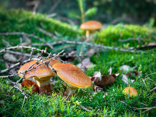 Edible tamarack jack mushrooms in sunny mossy forest