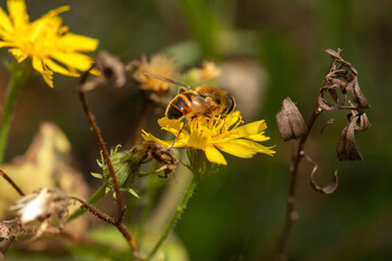 bee on a yellow flower