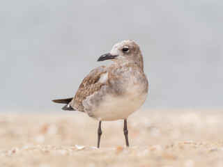 A molting immature Laughing Gull standing on a sandy beach