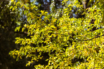 Serenity of Autumn Trees with Blooming Plants