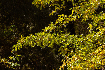 Serenity of Autumn Trees with Blooming Plants