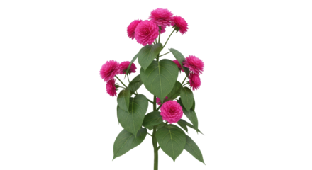Isolated Zinnia Elegans flower plant, bloom, vibrant pink petals, lush green leaves, stem