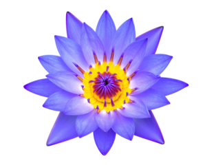 Close-up of a vibrant purple lotus flower with a bright yellow center