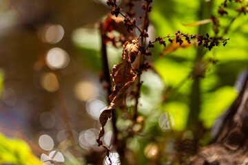Serenity of Autumn Trees with Blooming Plants