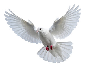 Obraz premium Flying White Dove Transparent PNG