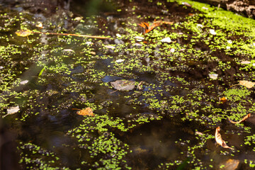 Serenity of Autumn Trees with Blooming Plants