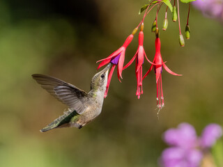 A side view of a Ruby-throated Hummingbird with wings back feeding at a fuschia flower, its beak inserted and the stamens of the flower depositing pollen on the bird's throat for pollination