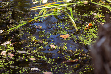 Serenity of Autumn Trees with Blooming Plants