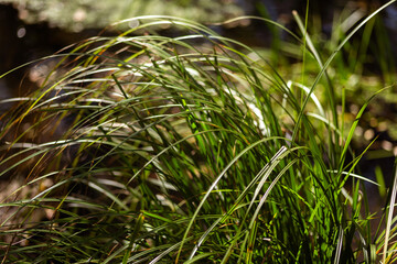 Serenity of Autumn Trees with Blooming Plants
