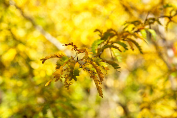 yellow autumn leaves