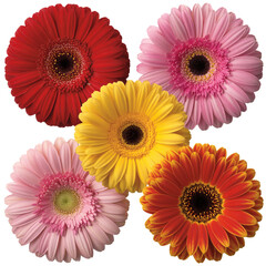 Cheerful gerbera blossoms in vibrant colors for spring or summer themes