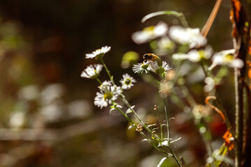 Peaceful Woodland Landscape with Autumn Flora
