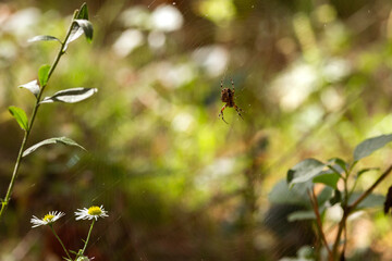 Peaceful Woodland Landscape with Autumn Flora