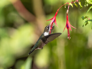 A side view of a Ruby-throated Hummingbird with wings forward feeding at a fuschia flower, its beak inserted and the stamens of the flower depositing pollen on the bird's throat for pollination