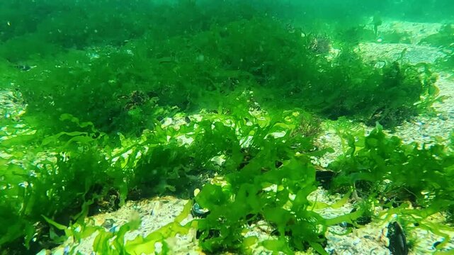Underwater landscape of the Black Sea, green algae (Enteromorpha intestinalis) growing on small stones on the seabed