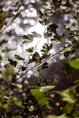 maple leaves in autumn