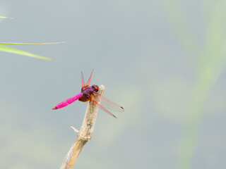秋の水辺　茎にとまるベニトンボ03