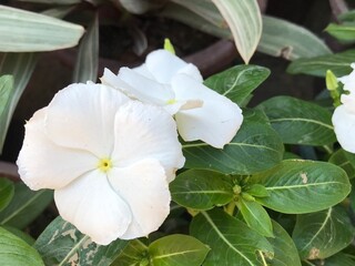 white Catharanthus Roseus Flower Close-Up – Madagascar Periwinkle in Bloom. small white flower blossom.