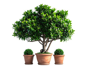 Lush bonsai tree in terracotta pots