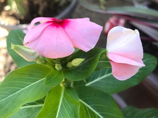 Pink Catharanthus Roseus Flower Close-Up – Madagascar Periwinkle in Bloom. small pink flower blossom.