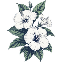 Hand Drawn Hibiscus Flowers Vector Illustration – Botanical Line Art