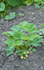 A bunch of strawberries grew in the middle.