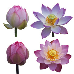 Stunning lotus blossoms in various stages of bloom, serene floral beauty