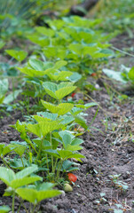 Strawberries grow in a row in the yard.