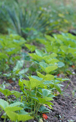 Strawberries grow in a row in the yard.