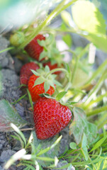 The ripe berries hang under the leaves.