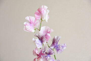 二色のスイートピー