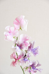 Fototapeta premium 2色のスイートピー