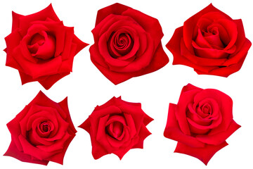 Six roses symbolizing timeless love, blooming brightly on white.Photo with clipping path.