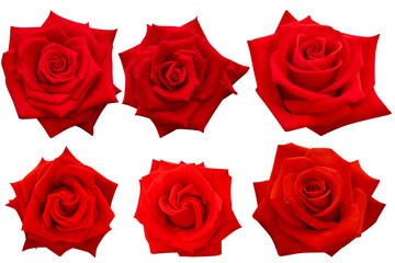 Six red blossoms glowing brightly, each rose symbolizing romance and elegance.Photo with clipping path.