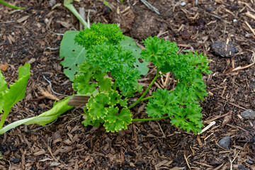 Curly parsley growing in garden soil—organic herb, culinary plant, homegrown food concept.