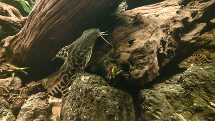Synodontis fish with unique patterns swimming among driftwood and rocks in a freshwater aquarium, showing the beauty and uniqueness of this catfish species.