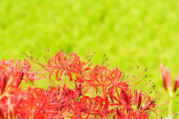 秋の花　田んぼに咲く彼岸花15