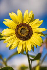 sunflower on blue sky background