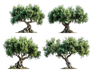 Four mature olive trees, diverse shapes and forms, against a black background.  Each tree showcases gnarled, exposed roots and lush green foliage