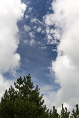 The blue sky, cumulus clouds, and green trees such as pine trees are harmonized together. The tree...