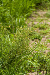 Erigeron pusillus Nutt.
The flowers are pale pink or white, blooming from September to October.