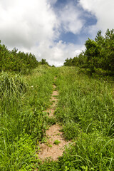 Obraz premium It shows the road stretching out in the forest. Green trees and grasses grow lushly around it, and it is a natural landscape with clear skies and clouds.