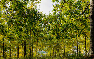 Obraz premium sun rays through the trees