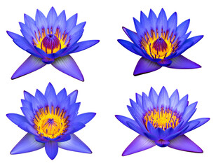Four vibrant, deep purple lotus blossoms, each with a golden-yellow center and outlined edges, arranged in a grid pattern on a black background