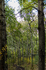 trees in the woods