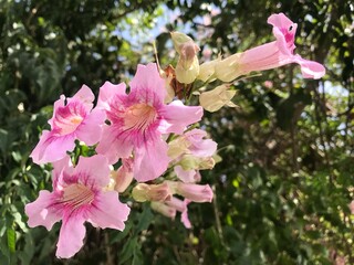 Close-Up of Beautiful Pink Trumpet Vine Flowers in Bloom on a Sunny Day. Podranea ricasoliana isolated. Pink flower in full blossom close up.