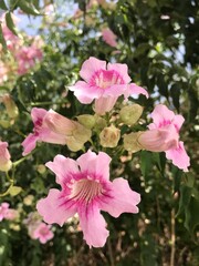Close-Up of Beautiful Pink Trumpet Vine Flowers in Bloom on a Sunny Day. Podranea ricasoliana isolated. Pink flower in full blossom close up.