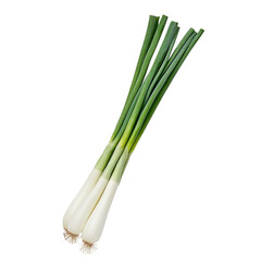 Fresh green onion with long crisp green leaves and white bulbs, isolated on transparency background, healthy and organic vegetable