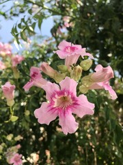 Close-Up of Beautiful Pink Trumpet Vine Flowers in Bloom on a Sunny Day. Podranea ricasoliana isolated. Pink flower in full blossom close up.