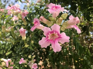 Close-Up of Beautiful Pink Trumpet Vine Flowers in Bloom on a Sunny Day. Podranea ricasoliana isolated. Pink flower in full blossom close up.